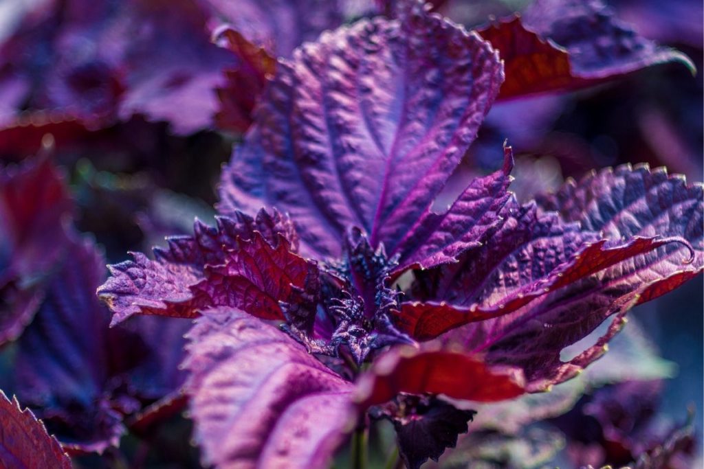 dark foliage in gardens add to the list of creative gardening ideas