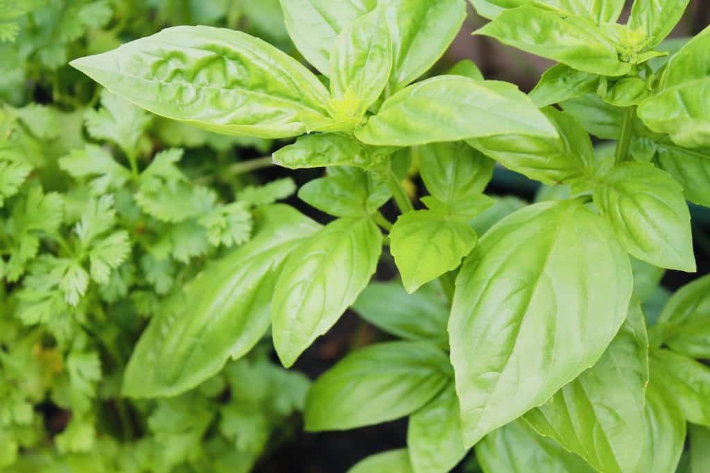 garden basil lemon martini