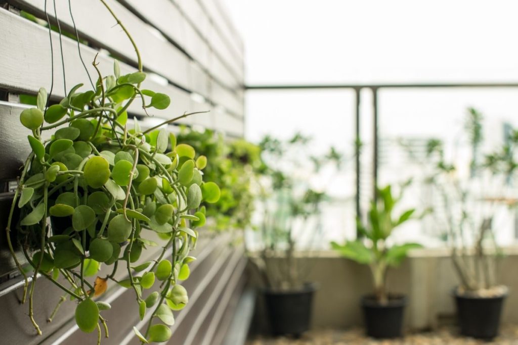 vertical gardens are a stunning visual effect