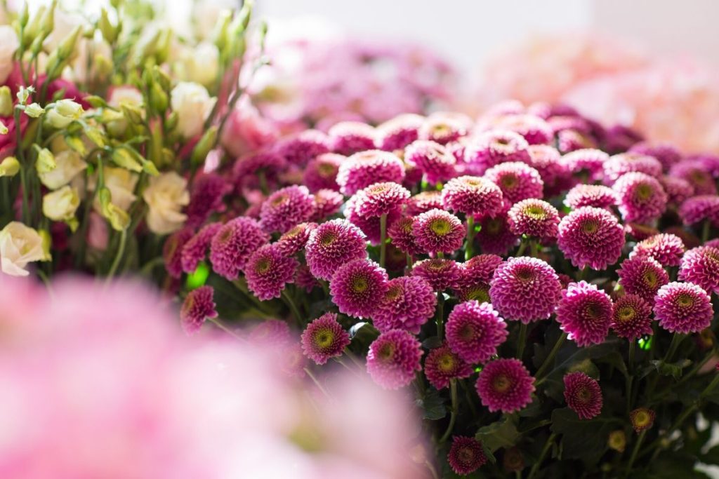 perennials and late summer bloomers in a garden add color late into the season