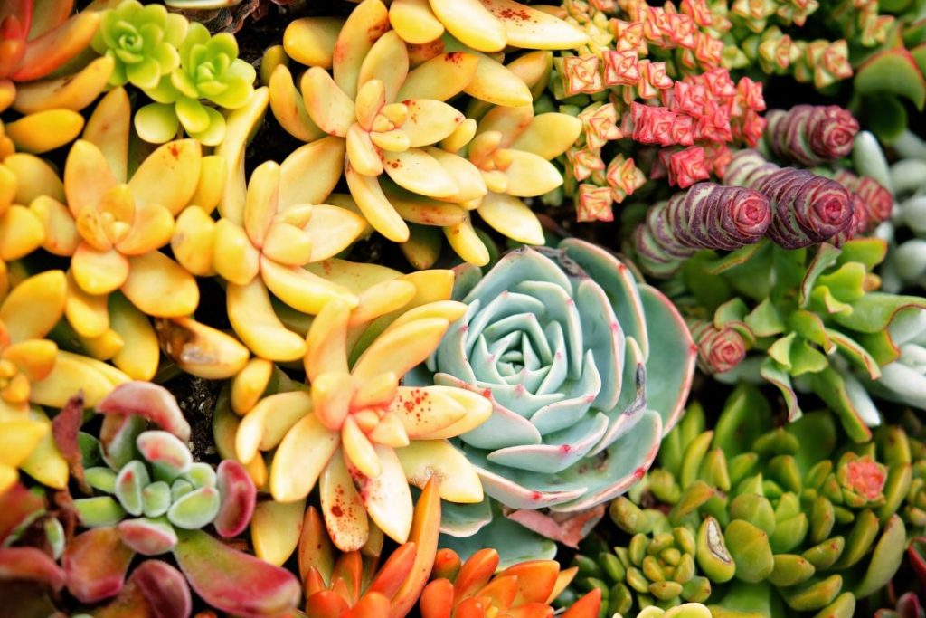 succulents are another great gardening idea