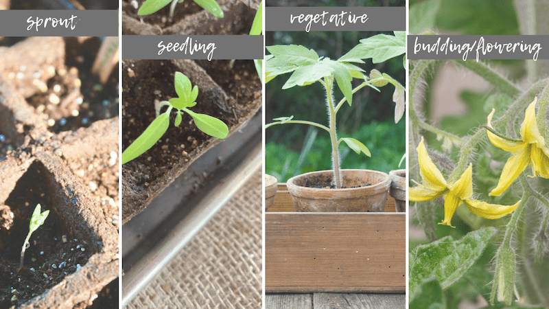 starting tomatoes from seed