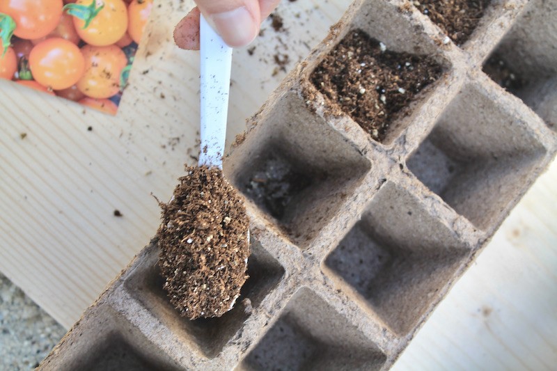 plant seeds in peat pots