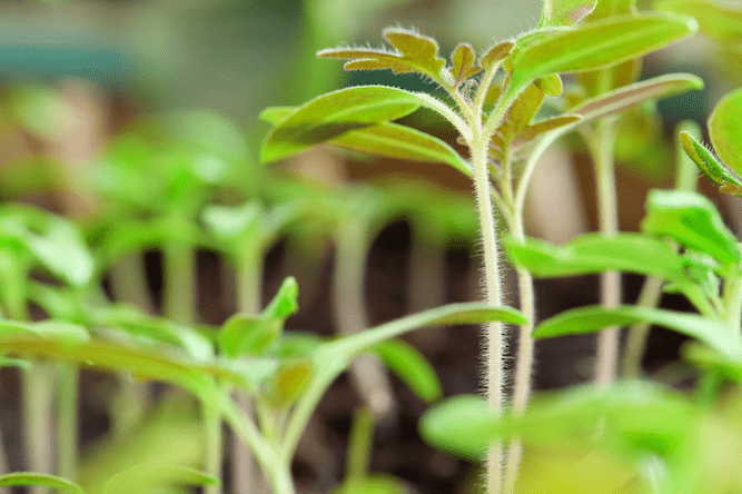 simplest way to start tomatoes from seeds