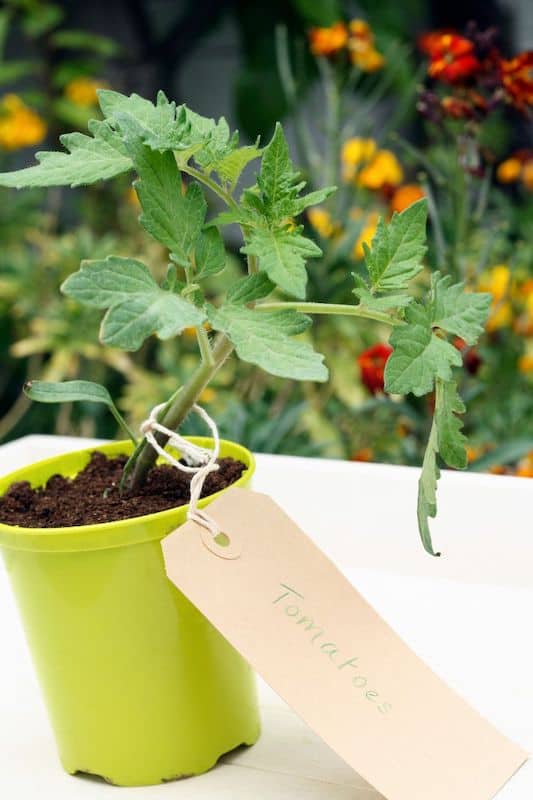 growing tomatoes indoors from seeds