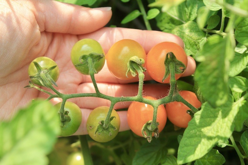 starting tomato seeds for planting outside