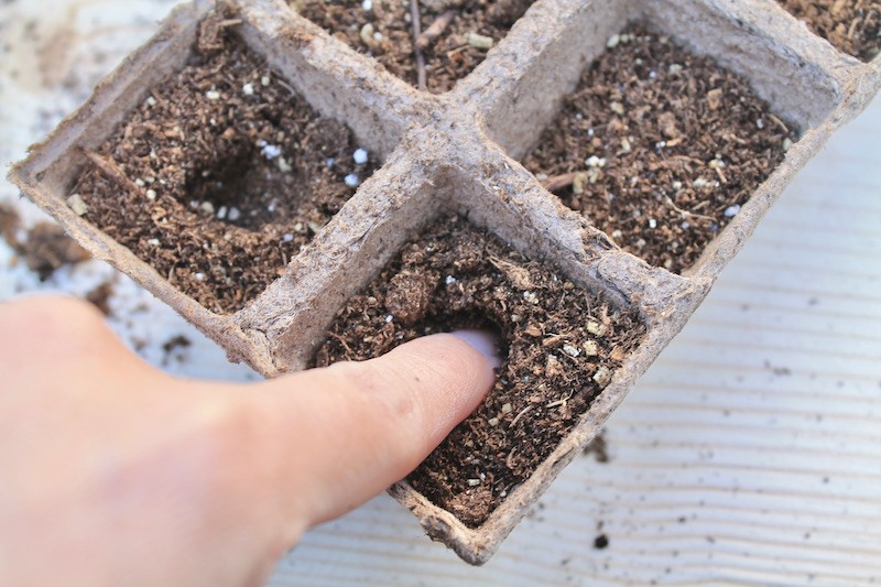 starting tomatoes from seeds