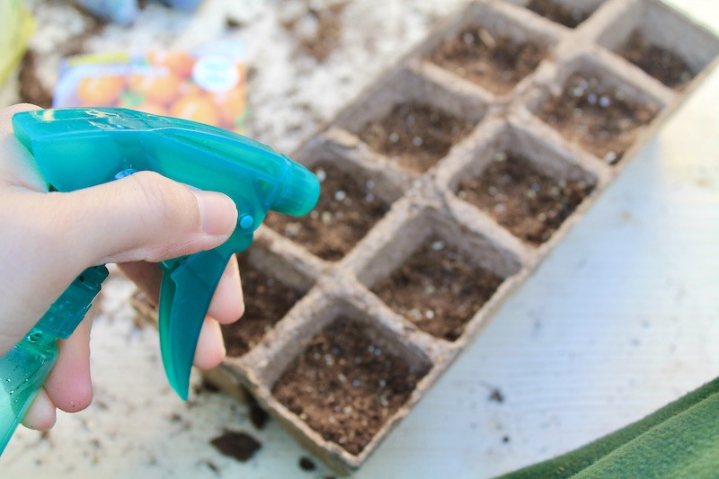 growing tomatoes indoors from seeds