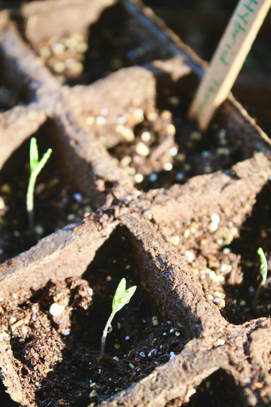 tomato seed sprouts