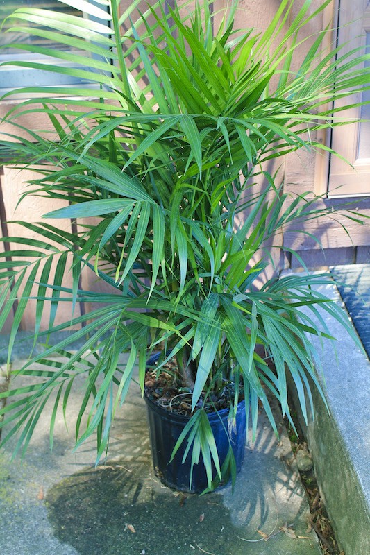 patio decor palm tree