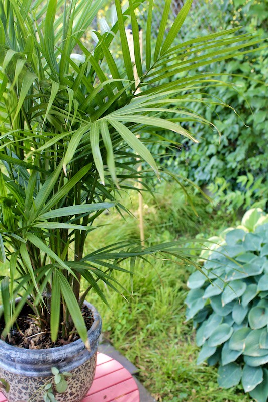 patio decor with plants and palm tree