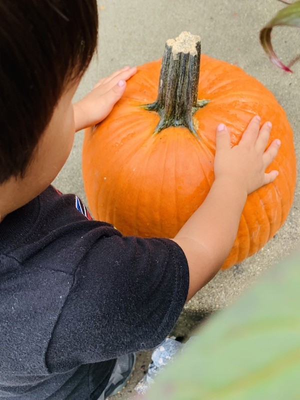 fall pumpkins decor