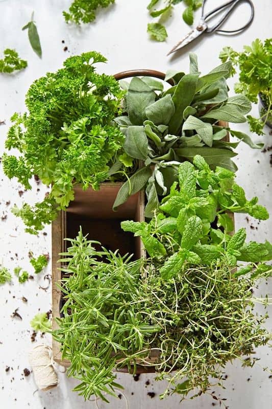 growing fresh herbs in your garden