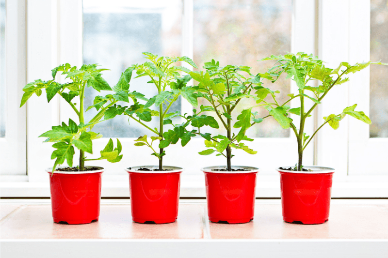growing tomatoes indoors from seeds
