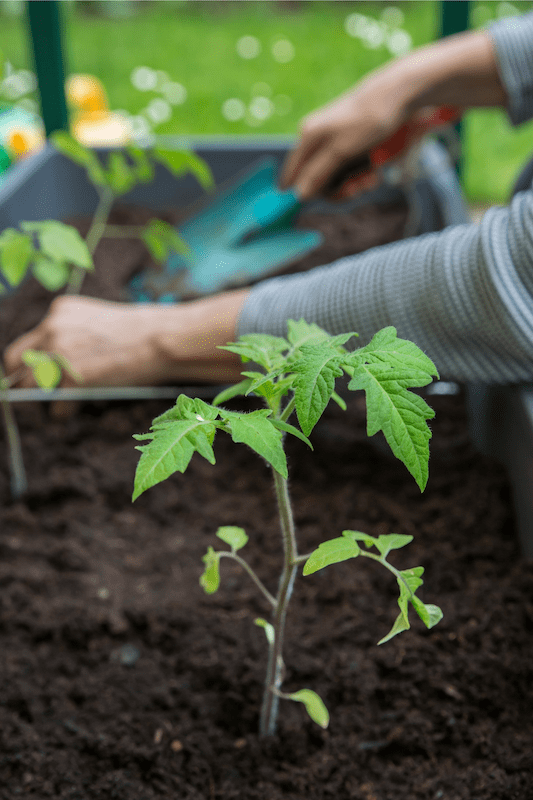 growing tomatoes indoors from seeds