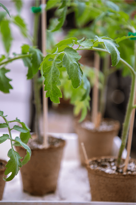 growing tomatoes from seed
