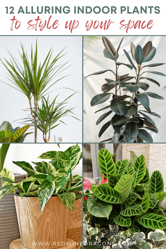 types of indoor plants with names