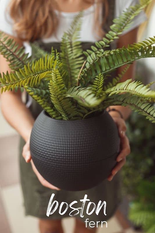 boston fern easy care plant