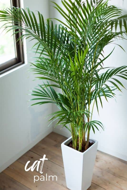 Types of Indoor Plants With Names