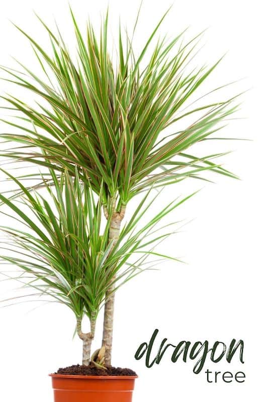 Types of Indoor Plants With Names