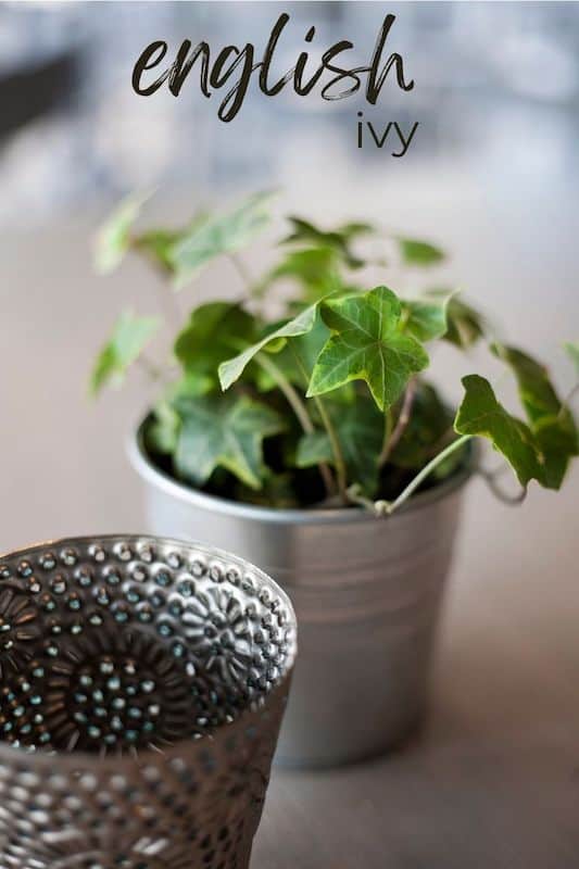 english ivy plant care