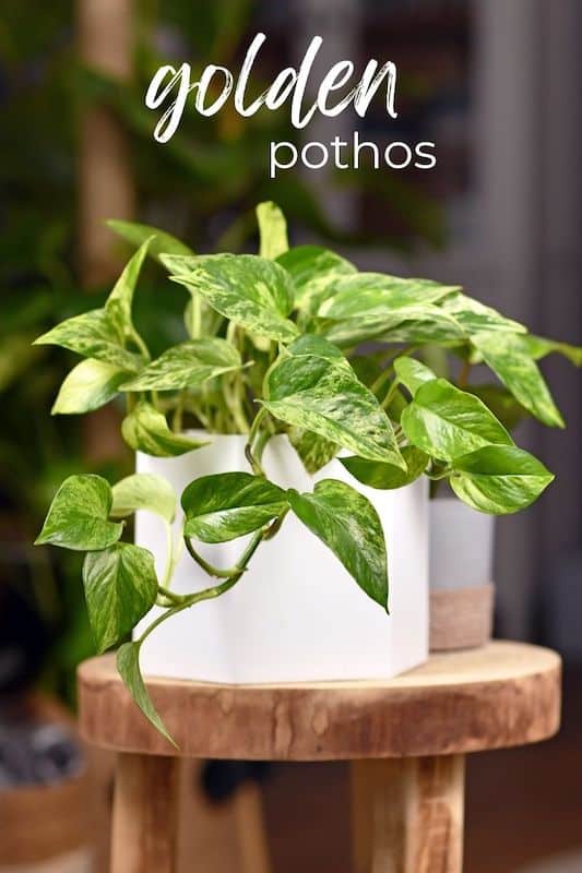 golden pothos care easy indoor plants