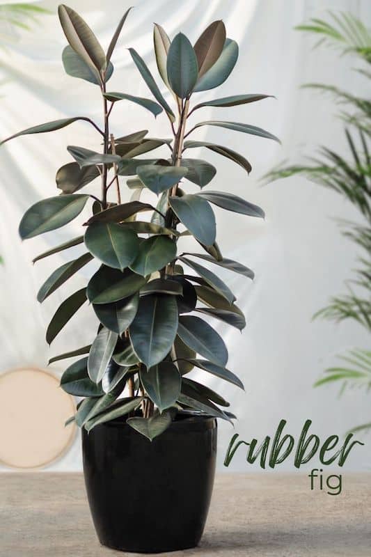 rubber plant ficus elastica care
