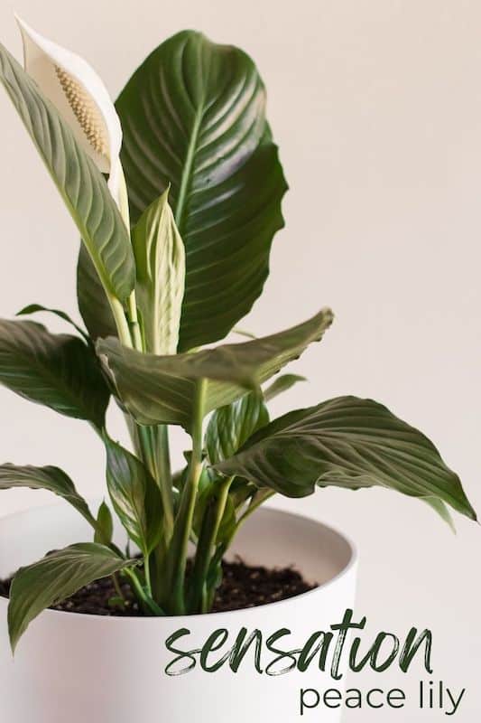 large peace lily indoor plant