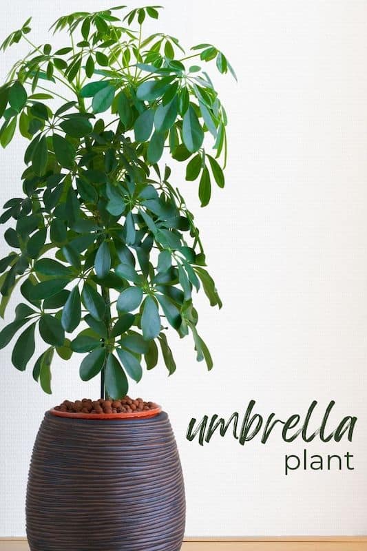 Types of Indoor Plants With Names