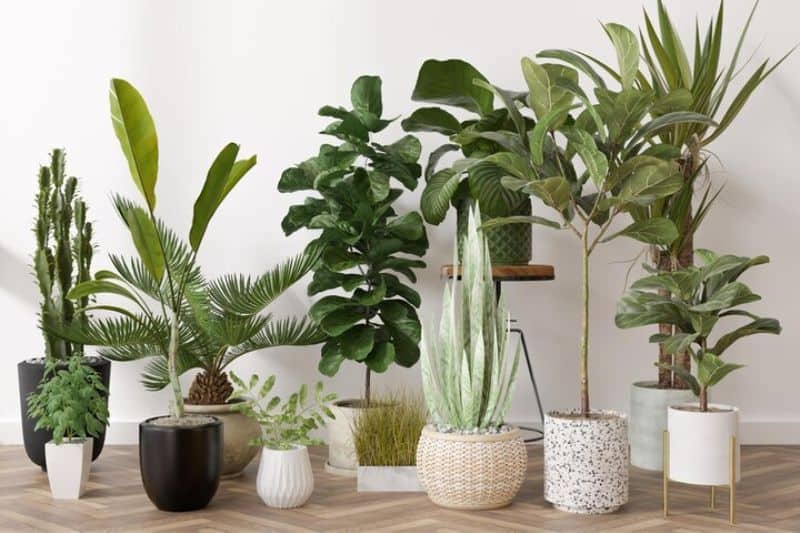 easy care indoor house plants