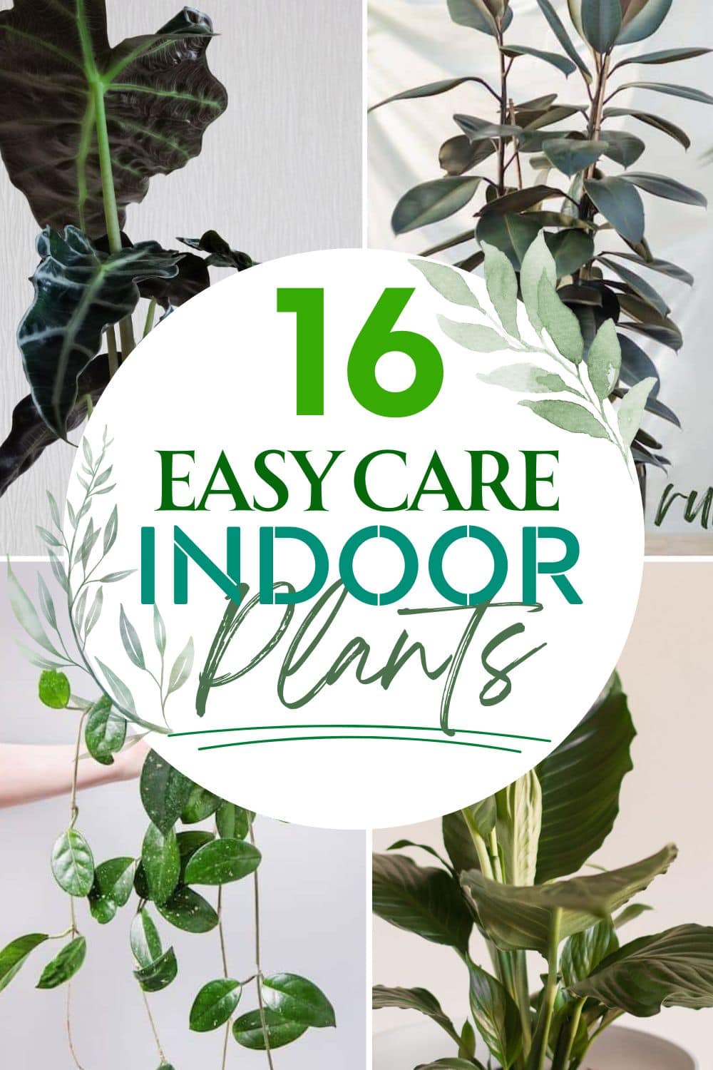 list of indoor plants to grow