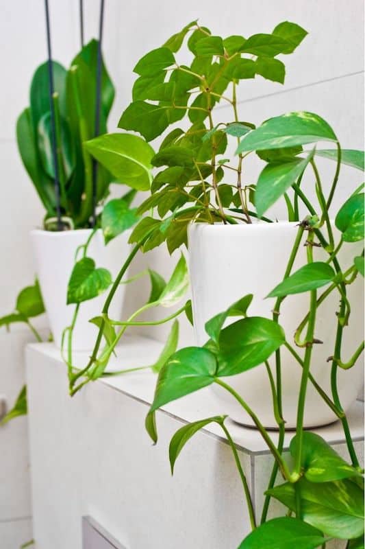 easy care indoor plants