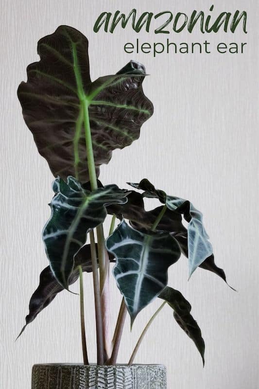 Types of Indoor Plants With Names