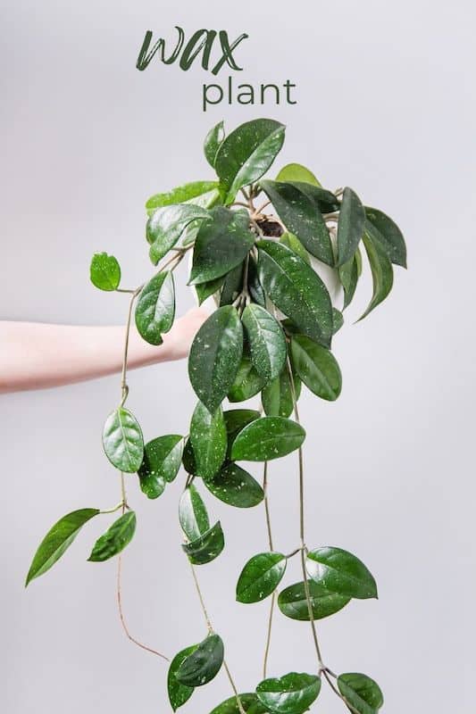 hoya carnosa easy indoor plants