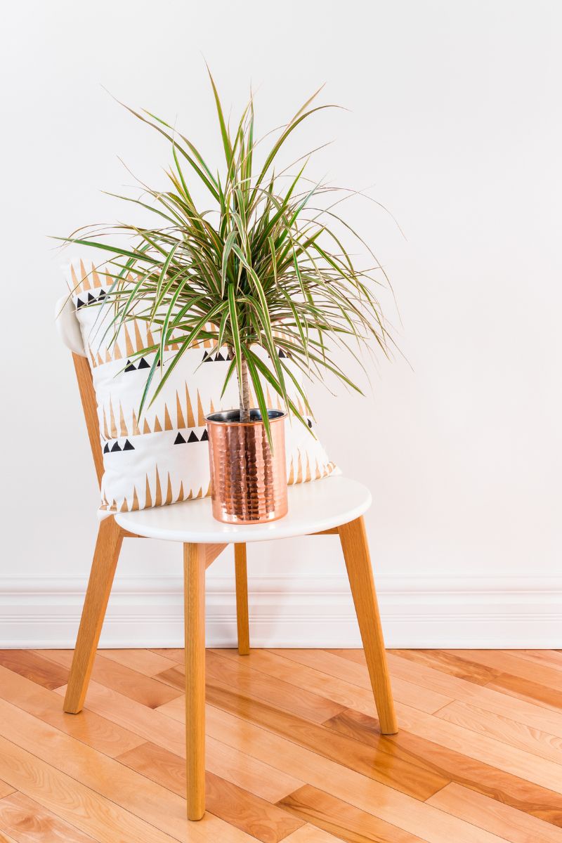 dragon tree plant indoor