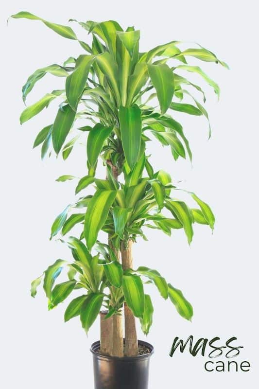 mass cane easy care indoor plants