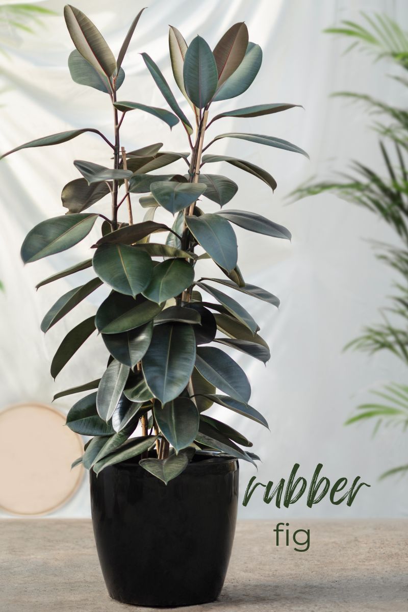 rubber fig plant list of indoor plants to grow
