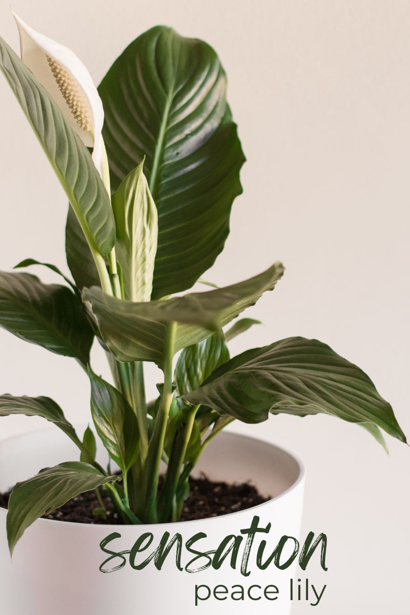 sensation peace lily indoor plant