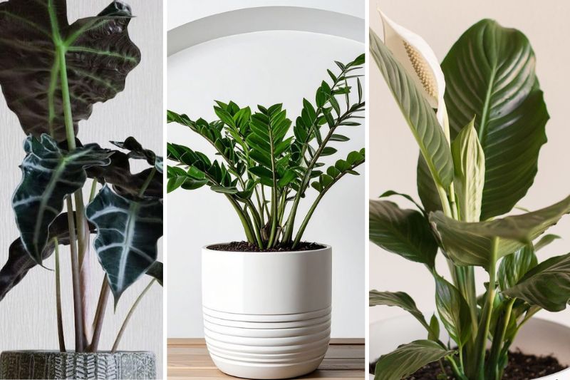 types of indoor house plants low maintenance easy care indoor plants