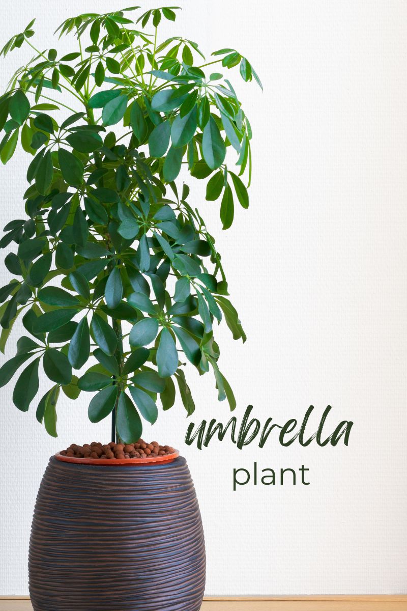 indoor plants to grow