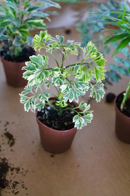 dwarf tiny plant care