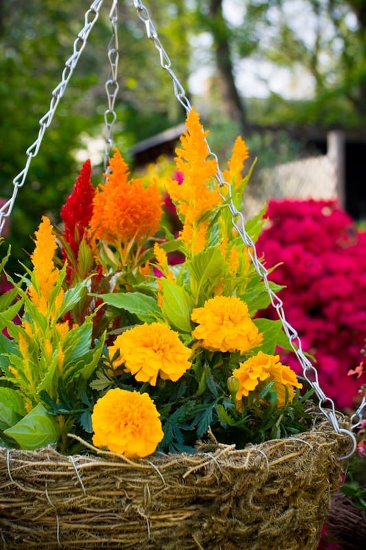 ideas for front outdoor planters