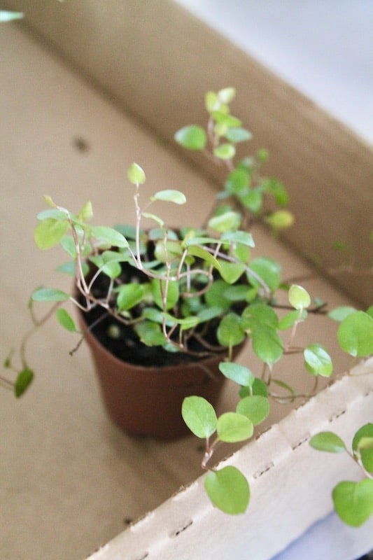 dwarf plant miniature maidenhair care