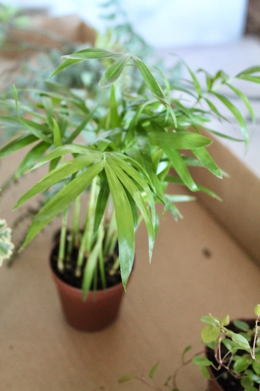 miniature palm plant care