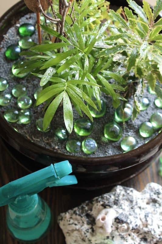misting miniature dwarf plants care