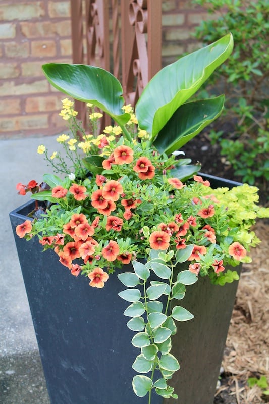 thrilller filler spiller planter container