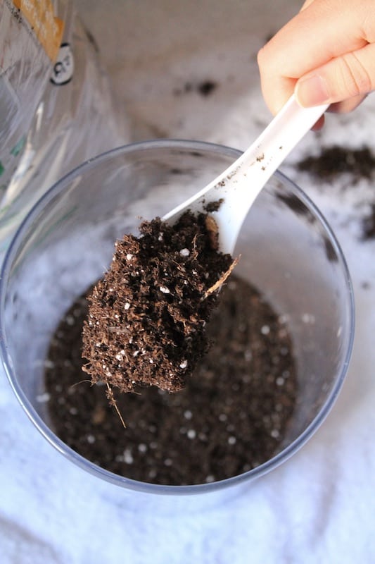 soil for miniature garden