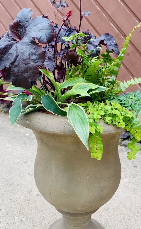 shade loving container plants