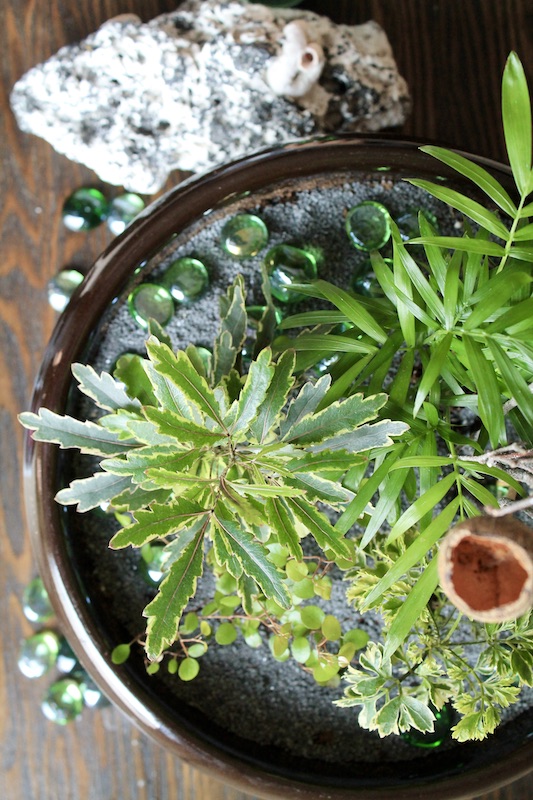 about miniature tiny plants care