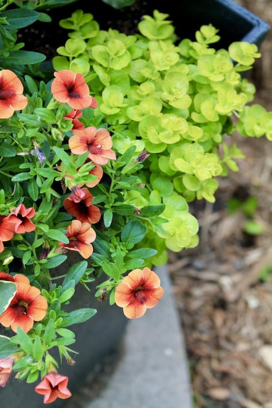 creeping jenny